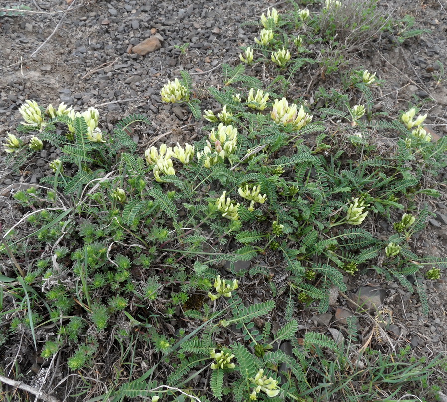 Изображение особи Astragalus resupinatus.