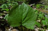 Trachystemon orientalis