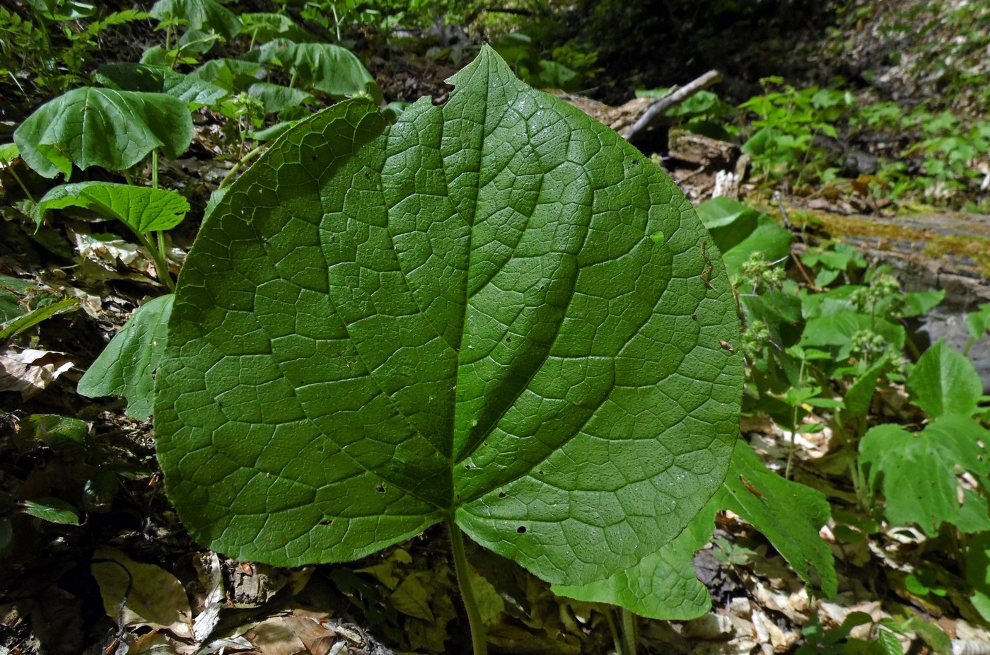 Image of Trachystemon orientalis specimen.