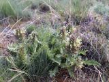 Pedicularis olgae