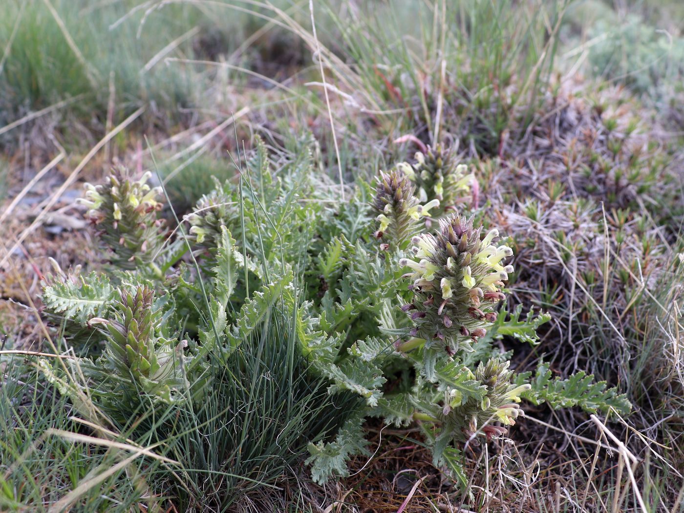 Изображение особи Pedicularis olgae.