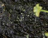 Caltha palustris