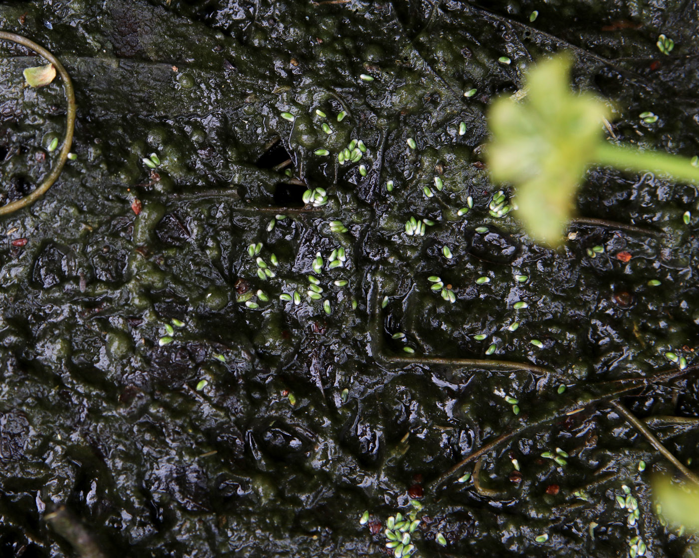 Image of Caltha palustris specimen.