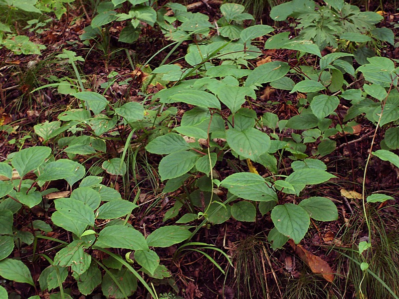 Изображение особи Schisandra chinensis.