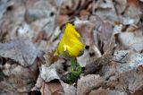 Adonis vernalis. Расцветающее растение. Самарская обл., Ставропольский р-н, окр. с. Жигули, залив Жигулёвская Труба, опушка широколиственного леса. 03.05.2021.