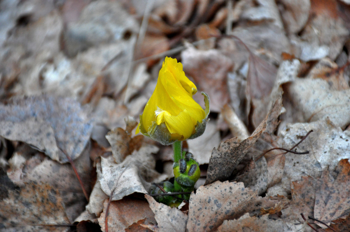 Изображение особи Adonis vernalis.