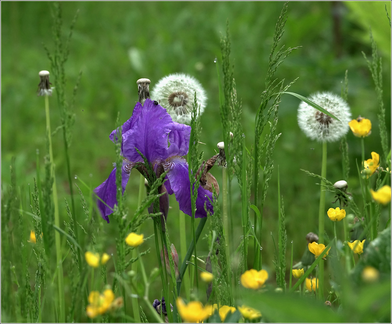 Image of Iris nyaradyana specimen.