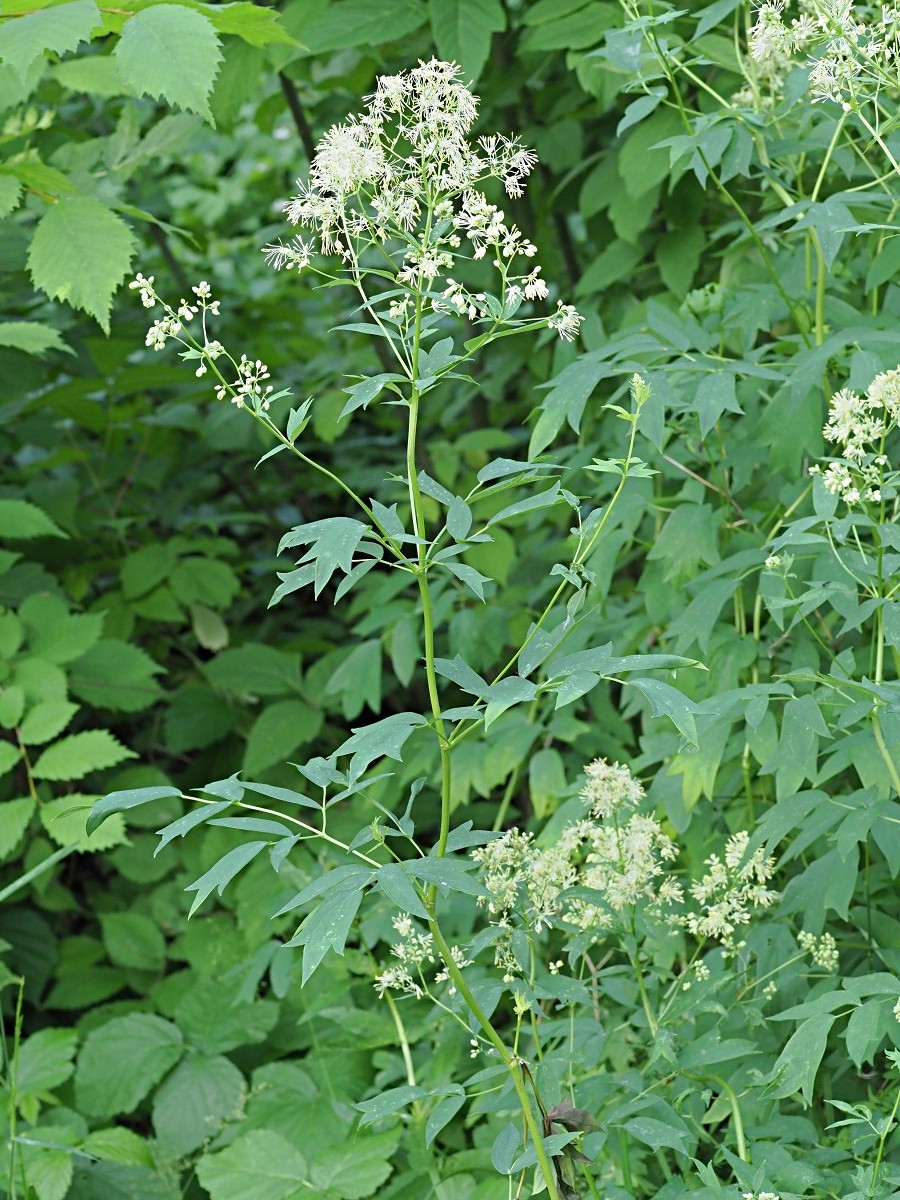 Image of Thalictrum flavum specimen.