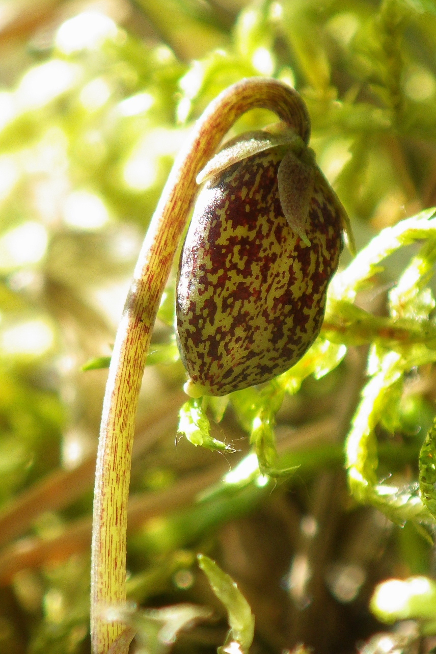 Изображение особи Viola brachyceras.