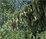 Picea abies. Ветвь с молодыми шишками (сторона, обращенная к югу). Московская обл., Раменский р-н, окр. ж.-д. платформы Хрипань, смешанный лес, окраина. 19.06.2021.