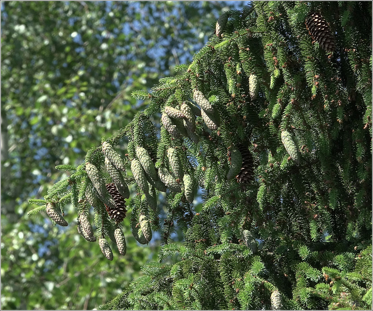 Изображение особи Picea abies.