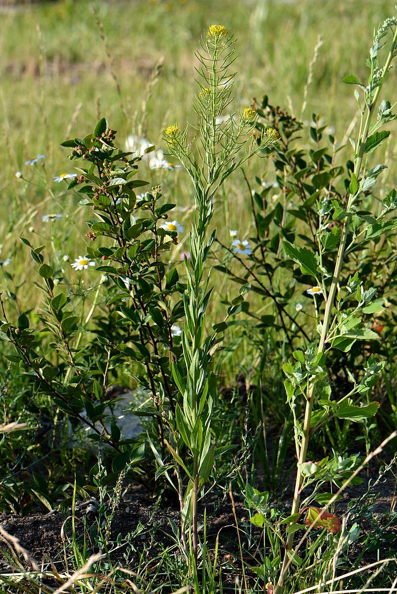 Изображение особи Erysimum cheiranthoides.