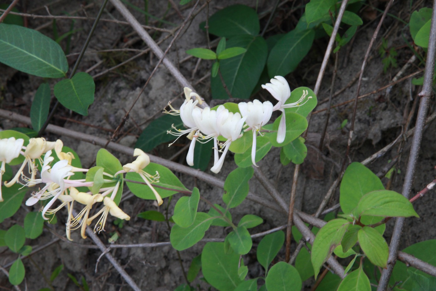 Image of Lonicera caprifolium specimen.