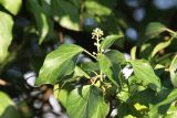 род Hedera