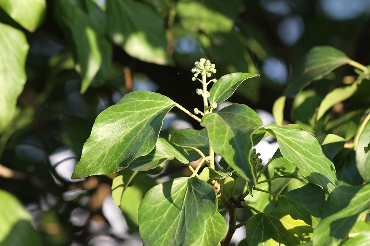 Изображение особи род Hedera.