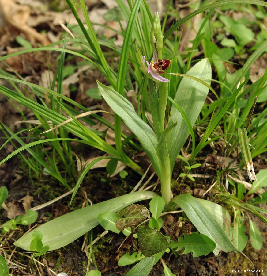 Image of Ophrys oestrifera specimen.