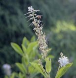 Clethra alnifolia