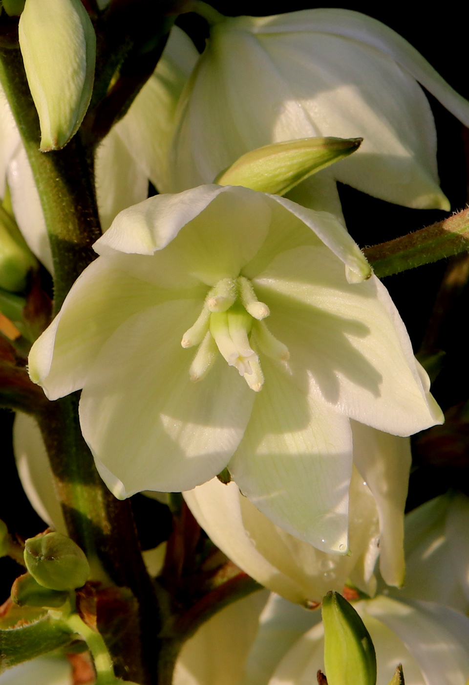 Image of Yucca filamentosa specimen.