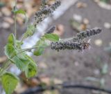 Mentha longifolia. Верхушка плодоносящего побега. Пермский край, Оханский р-н, Тулумбаихинское сельское поселение, Кунчурихинский бор, часто затапливаемый песчаный берег. 25.09.2021.