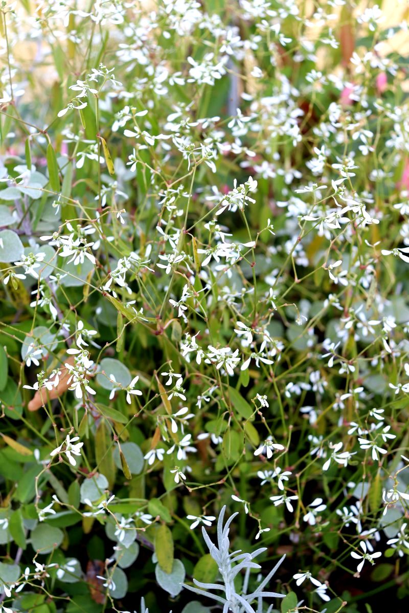 Изображение особи Euphorbia graminea.