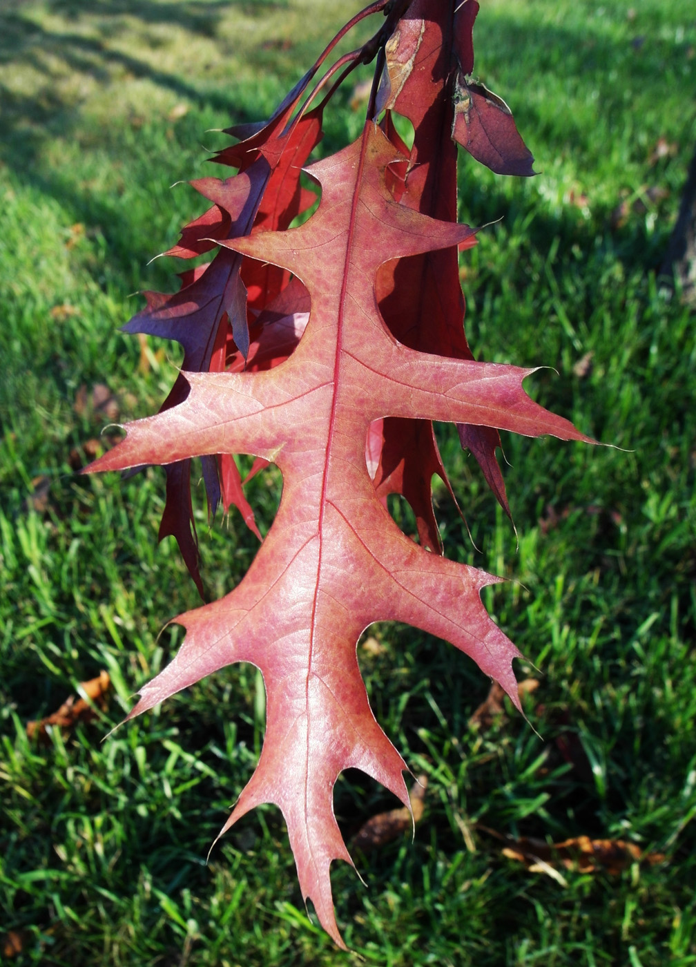 Image of Quercus palustris specimen.