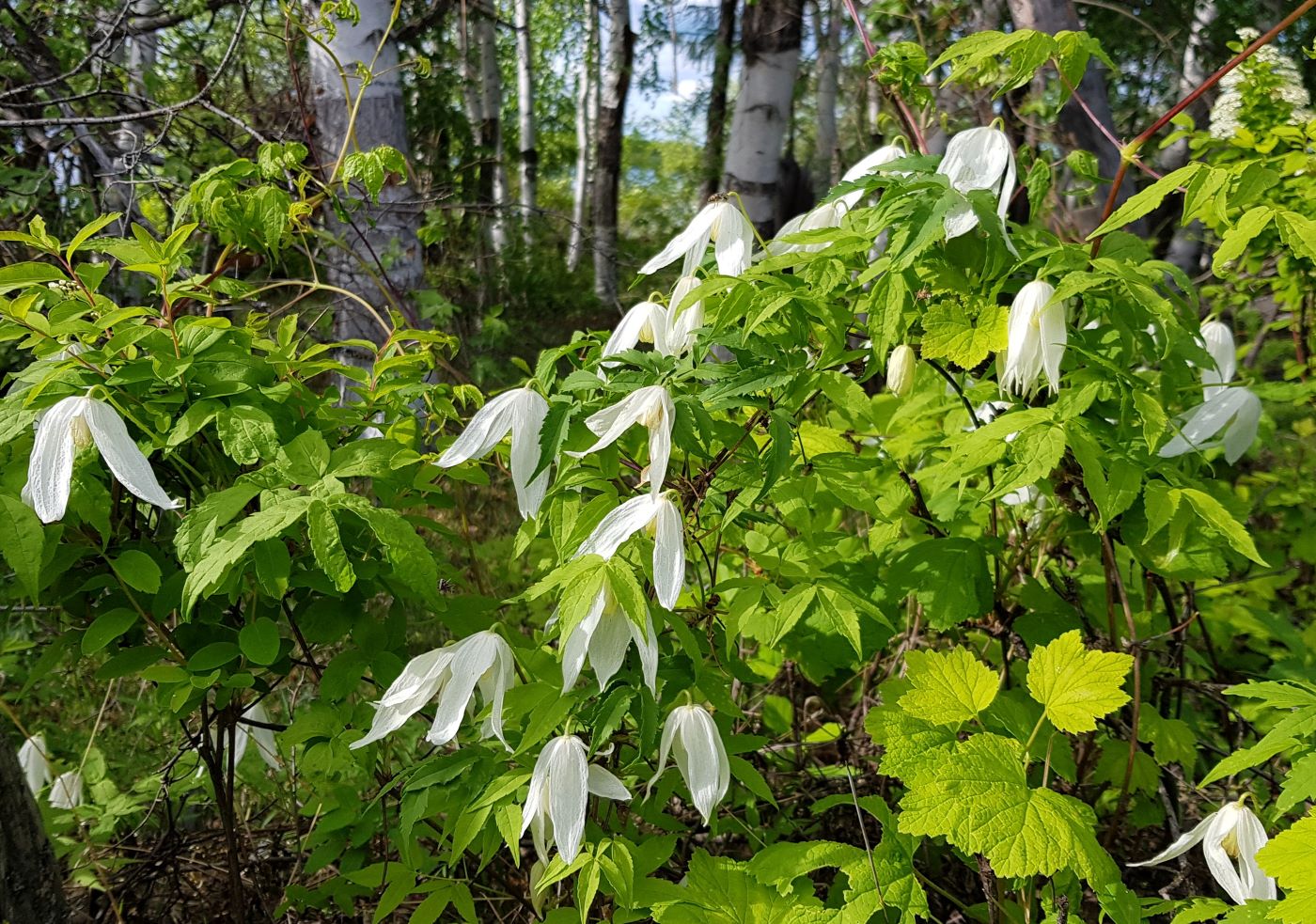 Изображение особи Atragene sibirica.