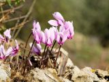 Cyclamen graecum. Цветущие растения на верщине известнякового валуна. Греция, о-в Крит, ном Ханья (Νομός Χανίων), дим Колимвари (Δήμος Κολυμβαρίου), окр. деревни Афрата (Αφράτα). 14 октября 2021 г.