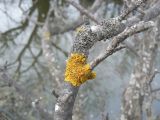 Xanthoria parietina