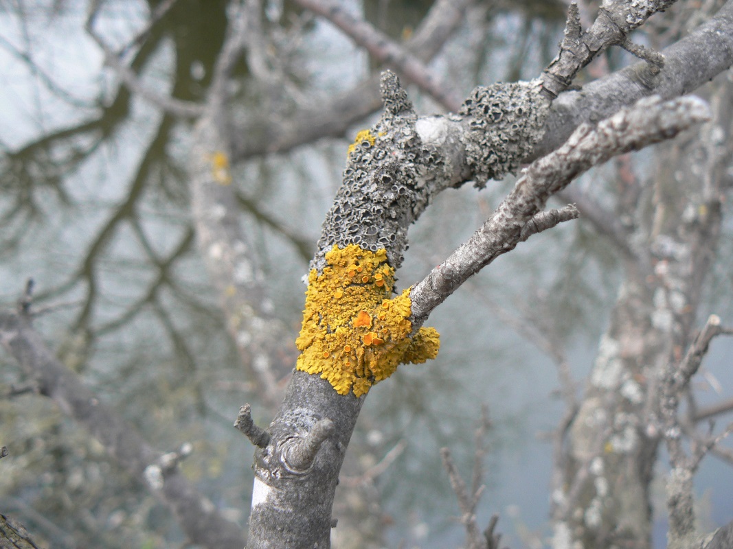 Изображение особи Xanthoria parietina.