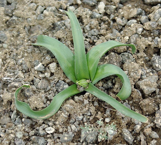 Image of Ornithogalum montanum specimen.