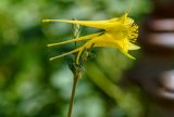 род Aquilegia