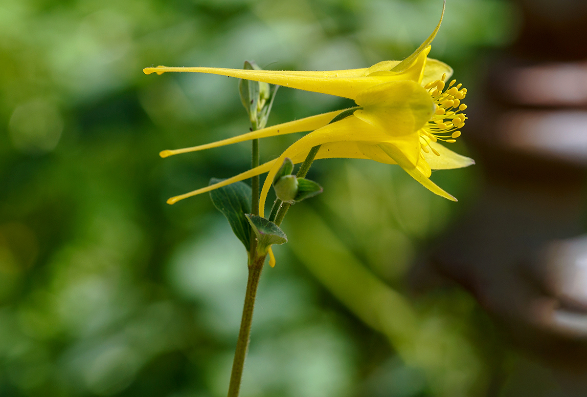 Изображение особи род Aquilegia.