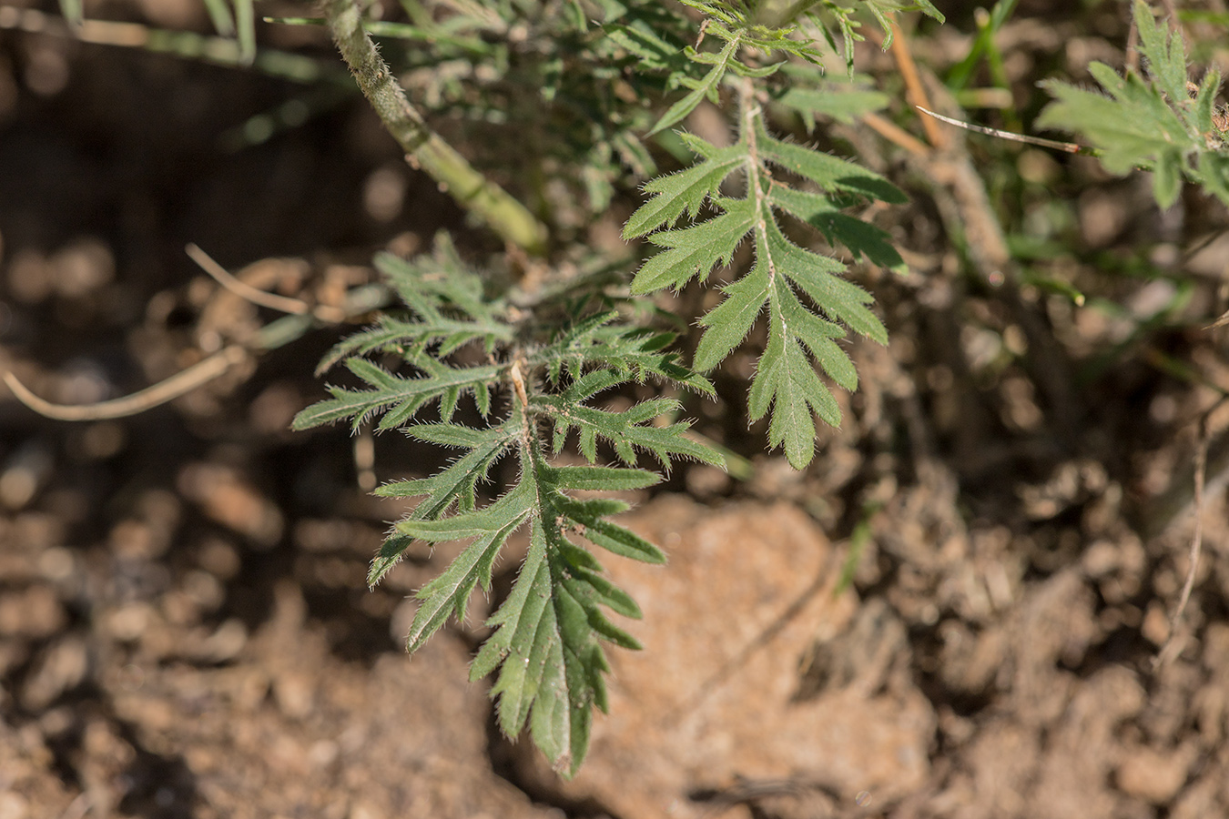 Image of Scabiosa bipinnata specimen.