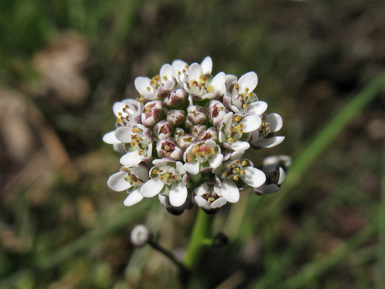 Изображение особи Teesdalia nudicaulis.