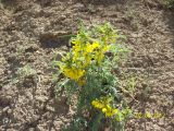 Astragalus nachitschevanicus