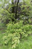 Liquidambar formosana