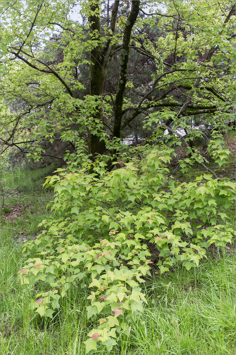 Изображение особи Liquidambar formosana.