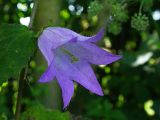 Campanula trachelium