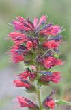 Echium russicum. Соцветие с охотящейся нимфой кузнечика. Республика Северная Осетия-Алания, Ирафский р-н, с. Дзинага, Большой Кавказ, долина р. Караугомдон, правый берег р. Гулардон, ≈ 1500 м н.у.м., каменистое место. 28.06.2021.