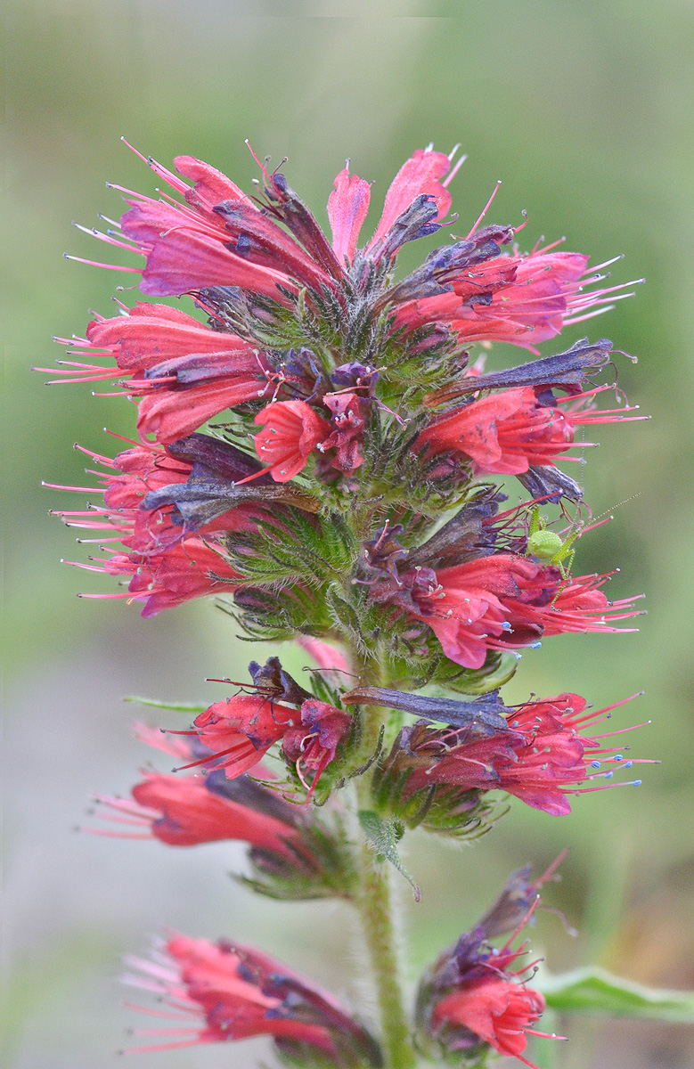 Image of Echium russicum specimen.