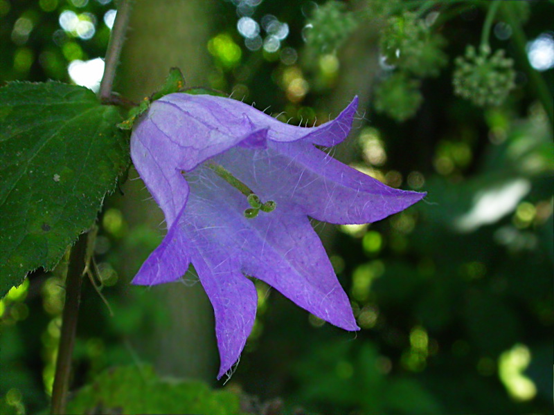 Image of Campanula trachelium specimen.