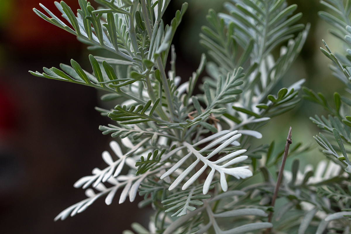 Image of Lavandula pinnata specimen.