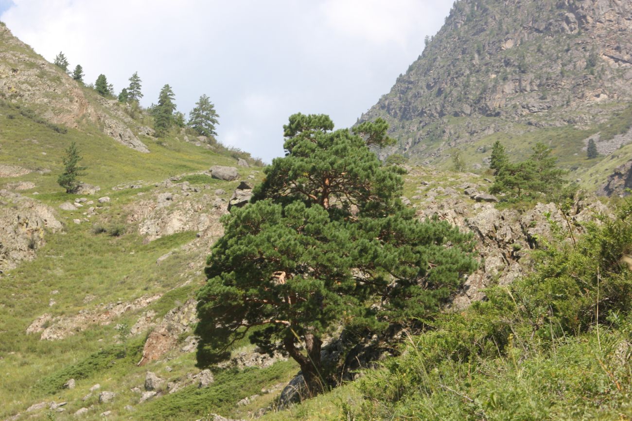 Изображение особи Pinus sylvestris.