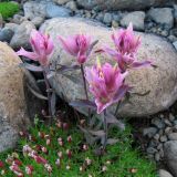 Castilleja subspecies vorkutensis