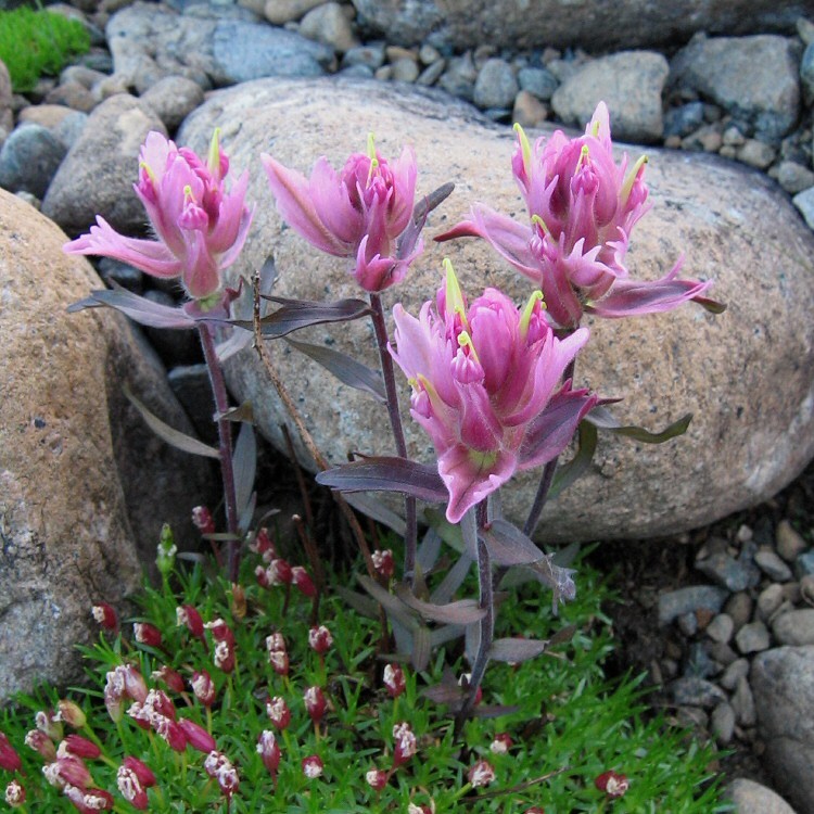 Image of Castilleja arctica ssp. vorkutensis specimen.