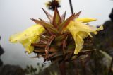 genus Costus. Верхушка цветущего растения. Венесуэла, национальный парк \"Канайма\", тепуи Рорайма. 03.02.2007.