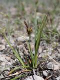 Carex liparocarpos