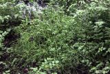 Ranunculus sceleratus. Цветущее растение. Дагестан, Государственный природный заказник федерального значения \"Самурский\", широколиственный лес. 08.05.2022.