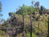 genus Pandanus. Вегетирующие растения. Мадагаскар, провинция Фианаранцуа, р-н Ихурумбе, окр. г. Раноира, заповедник \"Исало\". 03.12.2019.