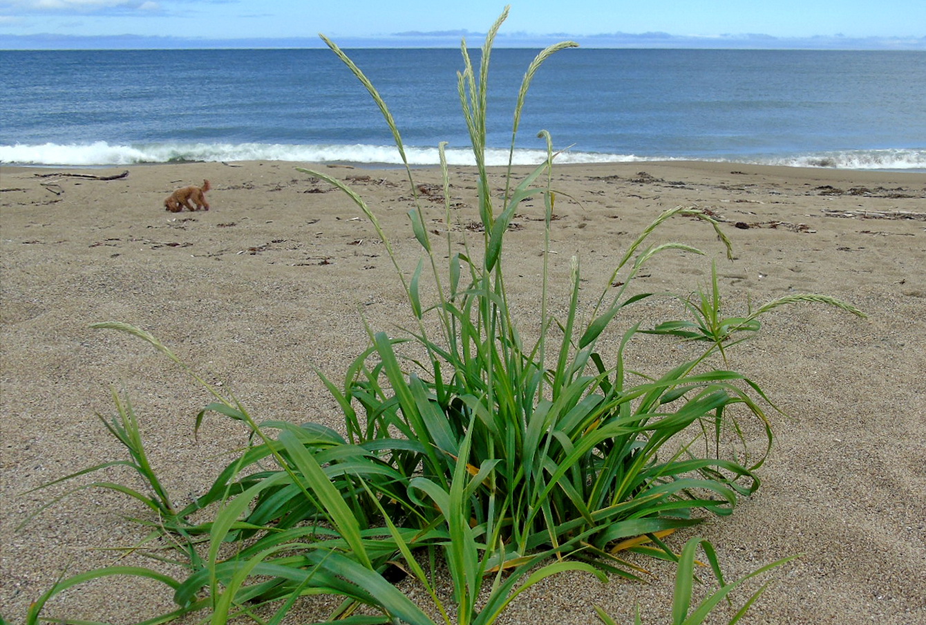 Image of Leymus mollis specimen.